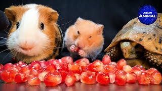 Hamster Guinea Pig Turtle Tortoise ✨ ASMR Mukbang Eating Pomegranate [upl. by Winslow116]