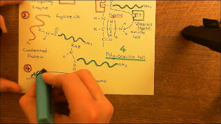 Parkinsons Disease and Antiparkinson Drugs Part 3 [upl. by Guildroy]