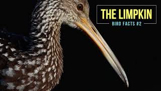 The Limpkin Bird Facts 2 [upl. by Taima]