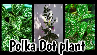 Polka Dot plant care and propagationHypoestes phyllostachya gardening tips amp tricks Malayalam🌿🌿 [upl. by Bisset]