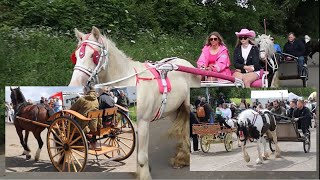 Elegant Cart Pink Riders Appleby Horse Fair Women Riders on Carriage Cart [upl. by Ahsilyt]