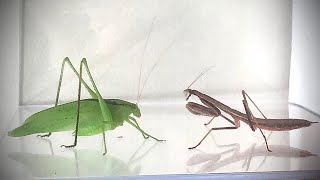 Can Praying Mantis Catch Big Katydid [upl. by Miko]