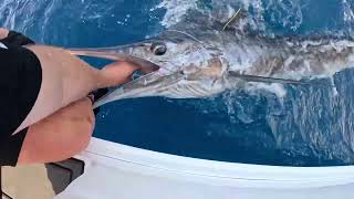 Happy Fisherman EP94 Bermagui Marlin with Dave and Rino [upl. by Jocelyn366]