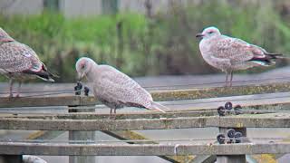 Vitvingad trut  Larus glaucoides  Iceland Gull  Forsbacka soptipp Gävle 20241018 [upl. by Aiuqenehs]