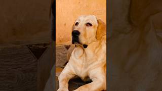 Masoom jollylabrador shorts short labradorretriever viralvideo viralreels doglover dogshorts [upl. by Aihcila]