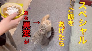 猫たちにヤギミルクをかけたスペシャルご飯をあげた結果ある異変が起きました [upl. by Yr]