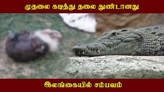 முதலை கடித்து தலை துண்டானது இலங்கையில் சம்பவம் [upl. by Llen282]