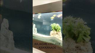 RAJAGIRI COLLEGE AQUARIUM [upl. by Cato]