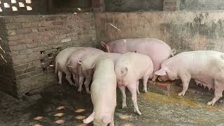 desi pig farming kaise karein  pig farm on terrace [upl. by Erbua]