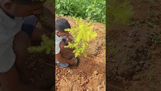 Plantation of Bottlebrush Melaleuca bracteata agro farming Plantation bottlebrush [upl. by Seagrave]