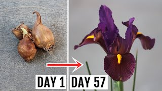 How to Plant Grow and Care for IRIS  The Complete GUIDE [upl. by Teressa]