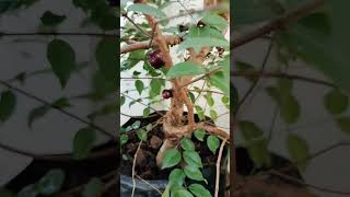 മരമുന്തിരി Jaboticaba plant with fruits [upl. by Khano505]