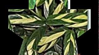 Calathea Pfeilwurz Maranta [upl. by Vaish]