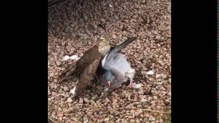 Sparrowhawk catches pigeon [upl. by Bandur224]