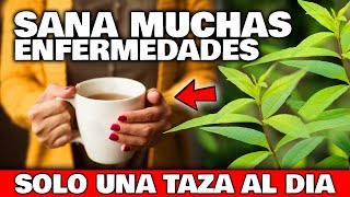 ENFERMEDADES que SANAN con el TÉ de CEDRÓN o HIERBA LUISA  Usos Cultivar y Plantar en el Jardín [upl. by Annairam]