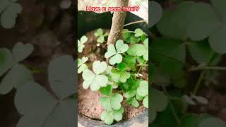 oxalis plant amazing botany fauna biology shorts science amazingfacts shorts [upl. by Schwejda]