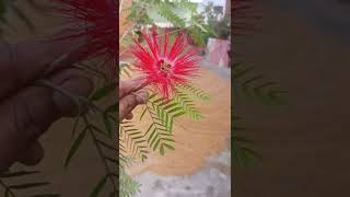 Calliandra flowering plantbeautiful Calliandra flowering plantcalliandra flower gardenytshots [upl. by Publea]