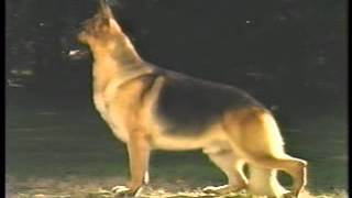 The Official AKC German Shepherd Dog Breed Standard  Part 1 of 2 [upl. by Nicolis]