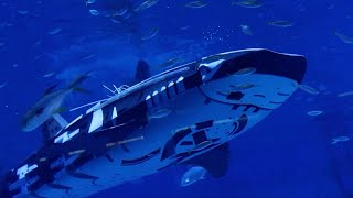 Worlds first intelligent robotic whale shark developer explores modern marine sector [upl. by Netnilc]