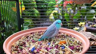 Parrot TV 🦜🌺 Relax To Singing Birds amp Nature Sounds 📺 Parrotlet Sounds 🌴 10 Hours [upl. by Olag354]