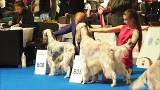 english setter euro dog show BOB amp BOS [upl. by Sutton]