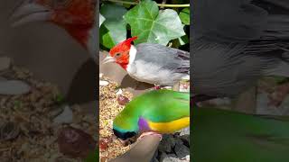 Red crested cardinal and black headed gouldian finch [upl. by Etnahsa815]