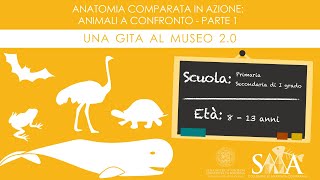 Anatomia comparata in azione animali a confronto  Parte 1  Sistema Museale di Ateneo [upl. by Aihsema505]