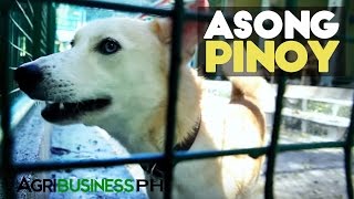 Asong Pinoy  Aspin or Asong Pinoy the Philippines Dog Breed  Agribusiness Philippines [upl. by Wyly]