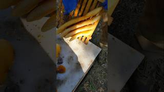 Досконалість природи😍😲🌳🐝 beekeepers beekeeper beekeeping honeybee beehive beekeeperslife [upl. by Edee]