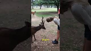 Magical Deer of Nara Park Japan  A Unique Experienceshortsfeed shorts [upl. by Nimref832]