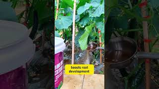 Know what fertilizer to use in Farming shortsviral organicfertilizer naturalfertilizer garden [upl. by Suinuj]