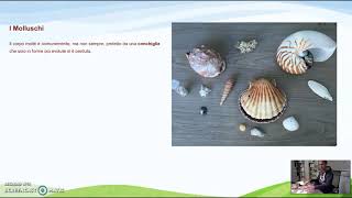 Zoologia  Molluschi [upl. by Ykceb]