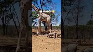 Kasongo Yeye Warthog vs elephant 🐘🦏 shorts [upl. by Nylirahs]