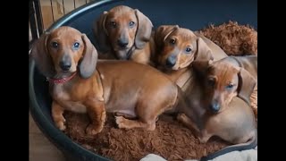 Dachshund puppies growing up  Time lapse [upl. by Lalitta]