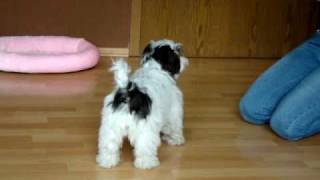 Malteser Shih Tzu [upl. by Hecker]