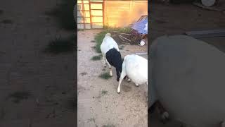 good enjoy short morning goats village life 216 [upl. by Kirstyn934]