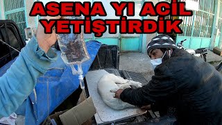 ASENANIN HASTALIGI KÖTÜYE GİDİYORACİL YETİŞTİRDİK [upl. by Ferna374]