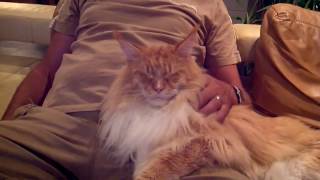 Big Maine Coon cat in love with his best friend [upl. by Eldwen368]