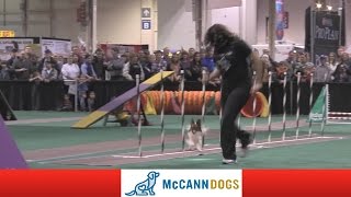 The Toronto Sportsmens Show Featuring The McCann Dog Stars [upl. by Cryan]