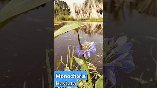 Monochoria HastataAmazing World Views [upl. by Melli]