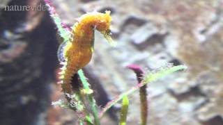 How the seahorse got its shape  by Nature Video [upl. by Notsirhc779]