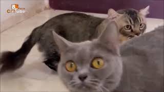 CATube funny cat meow suara kucing memanggil cat catlover catube meowcatube [upl. by Nabal]