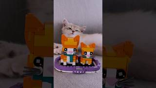 LEGO® Ginger Tabby cat and kitten 40480 [upl. by Annasiul]