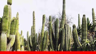 How To Plant A Saguaro Cactus 🛋️ [upl. by Madriene]