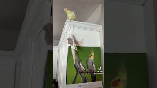 Cockatiel singing September september earthwindandfire singingbird cockatiel lutinocockatiel [upl. by Keelia]