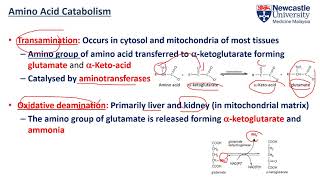 Describe the difference between glucogenic and ketogenic amino acids [upl. by Stinky206]