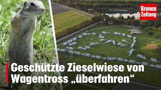 Zieselwiese „überfahren“  Mehr als 100 Fahrzeuge  kronetv NEWS [upl. by Alul219]