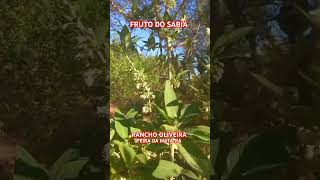 FRUTO DO SABIÁ plantas abelhasindigenas sitio ranchooliveira abelhas asf vidanaroça [upl. by Ayokahs478]