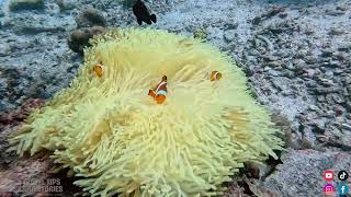 Clown fishes  Mabul Island Malaysia [upl. by Erdnassak]