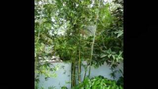 bambooplantsonlinecom Florida Bamboo Collection [upl. by Ynnattirb623]